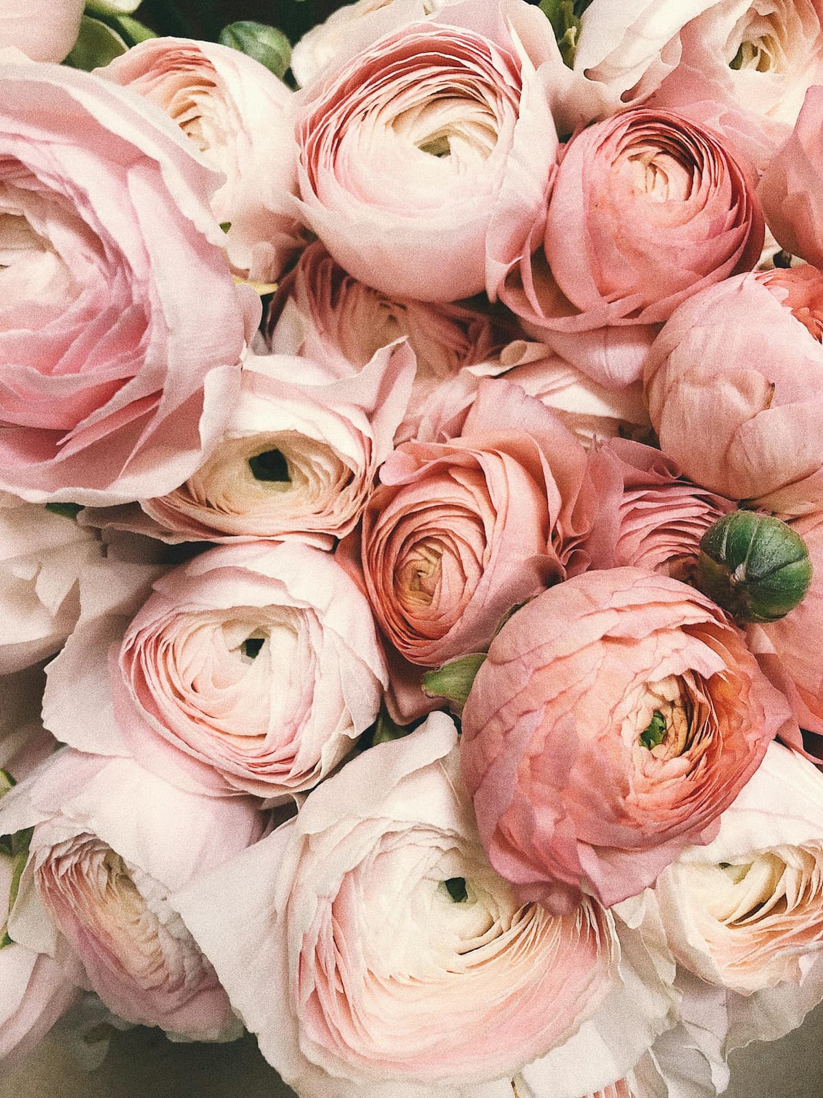 Beautiful flowers in Trinidad